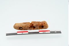 Foto von Bernsteinschieber (NHMW-PRAE-024561)